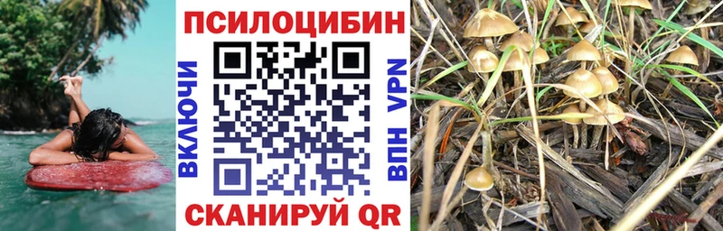 Псилоцибиновые грибы Psilocybine cubensis  Купить где  Архангельск 